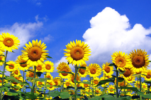 587028 (a): :1920x1280
